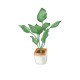 Air Purifying Plants