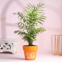 Chamaedorea Palm Plant In Orange Terracotta Pot