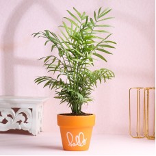 Chamaedorea Palm Plant In Orange Terracotta Pot