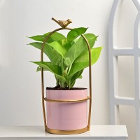 Golden Money Plant In Golden Bird Metal Pink Pot