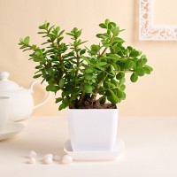 Live Jade Plant In Blossom White Pot