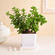 Live Jade Plant In Blossom White Pot